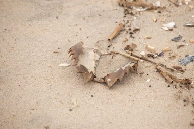 Bu at nalı yengeci kabuğu sırt üstü yatıyordu ve kumla kaplıydı. Bu sadece önü ve dalgaların çarpmasıyla parçalanmış kumsalda karaya vurmuş..