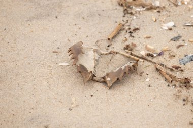 Bu at nalı yengeci kabuğu sırt üstü yatıyordu ve kumla kaplıydı. Bu sadece önü ve dalgaların çarpmasıyla parçalanmış kumsalda karaya vurmuş..