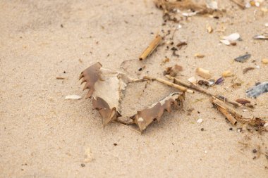 Bu at nalı yengeci kabuğu sırt üstü yatıyordu ve kumla kaplıydı. Bu sadece önü ve dalgaların çarpmasıyla parçalanmış kumsalda karaya vurmuş..