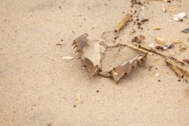 Bu at nalı yengeci kabuğu sırt üstü yatıyordu ve kumla kaplıydı. Bu sadece önü ve dalgaların çarpmasıyla parçalanmış kumsalda karaya vurmuş..