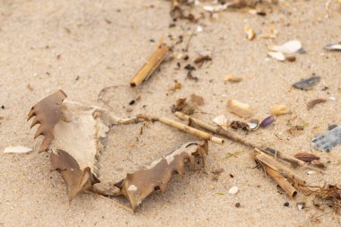 Bu at nalı yengeci kabuğu sırt üstü yatıyordu ve kumla kaplıydı. Bu sadece önü ve dalgaların çarpmasıyla parçalanmış kumsalda karaya vurmuş..