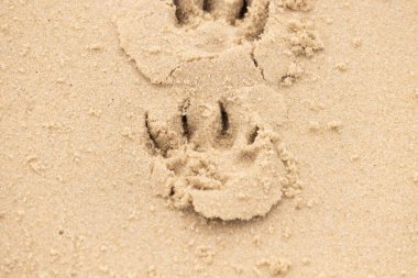 Bu küçük pençe izi kuma damgalanmış. Kahverengi şeker gibi görünen kahverengi parçacıkların tanecikleri bir iz göstermek için yerinden oynamış. Kumsal birçok ayak izine ev sahipliği yapıyor, ama bu bir köpeğe ait..