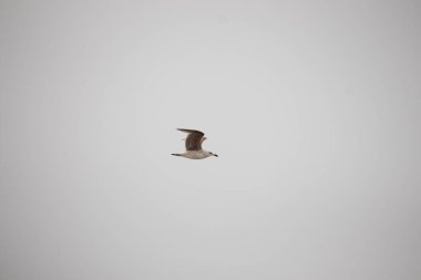 Bu martı ben fotoğrafı çektiğimde gökyüzünde süzülürken yakalandı. Kıyı kuşlarının kanatları okyanustan gelen rüzgarlarla sürüklenmek için açılıyordu. Bu kuş sahilde karaya vurmuş yiyecek arıyor..