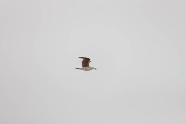 Bu martı ben fotoğrafı çektiğimde gökyüzünde süzülürken yakalandı. Kıyı kuşlarının kanatları okyanustan gelen rüzgarlarla sürüklenmek için açılıyordu. Bu kuş sahilde karaya vurmuş yiyecek arıyor..