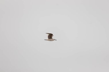 Bu martı ben fotoğrafı çektiğimde gökyüzünde süzülürken yakalandı. Kıyı kuşlarının kanatları okyanustan gelen rüzgarlarla sürüklenmek için açılıyordu. Bu kuş sahilde karaya vurmuş yiyecek arıyor..