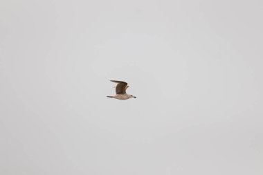 Bu martı ben fotoğrafı çektiğimde gökyüzünde süzülürken yakalandı. Kıyı kuşlarının kanatları okyanustan gelen rüzgarlarla sürüklenmek için açılıyordu. Bu kuş sahilde karaya vurmuş yiyecek arıyor..