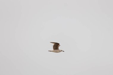 Bu martı ben fotoğrafı çektiğimde gökyüzünde süzülürken yakalandı. Kıyı kuşlarının kanatları okyanustan gelen rüzgarlarla sürüklenmek için açılıyordu. Bu kuş sahilde karaya vurmuş yiyecek arıyor..