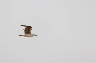 Bu martı ben fotoğrafı çektiğimde gökyüzünde süzülürken yakalandı. Kıyı kuşlarının kanatları okyanustan gelen rüzgarlarla sürüklenmek için açılıyordu. Bu kuş sahilde karaya vurmuş yiyecek arıyor..