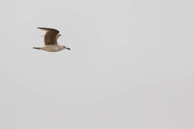 Bu martı ben fotoğrafı çektiğimde gökyüzünde süzülürken yakalandı. Kıyı kuşlarının kanatları okyanustan gelen rüzgarlarla sürüklenmek için açılıyordu. Bu kuş sahilde karaya vurmuş yiyecek arıyor..