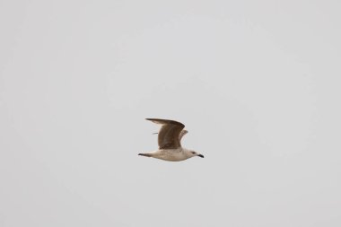 Bu martı ben fotoğrafı çektiğimde gökyüzünde süzülürken yakalandı. Kıyı kuşlarının kanatları okyanustan gelen rüzgarlarla sürüklenmek için açılıyordu. Bu kuş sahilde karaya vurmuş yiyecek arıyor..
