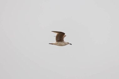 Bu martı ben fotoğrafı çektiğimde gökyüzünde süzülürken yakalandı. Kıyı kuşlarının kanatları okyanustan gelen rüzgarlarla sürüklenmek için açılıyordu. Bu kuş sahilde karaya vurmuş yiyecek arıyor..