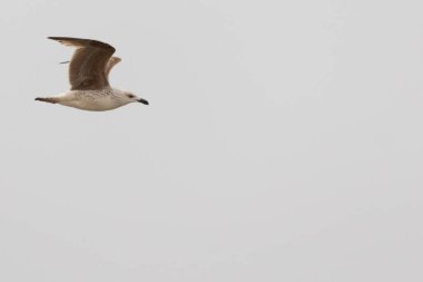 Bu martı ben fotoğrafı çektiğimde gökyüzünde süzülürken yakalandı. Kıyı kuşlarının kanatları okyanustan gelen rüzgarlarla sürüklenmek için açılıyordu. Bu kuş sahilde karaya vurmuş yiyecek arıyor..