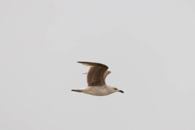 Bu martı ben fotoğrafı çektiğimde gökyüzünde süzülürken yakalandı. Kıyı kuşlarının kanatları okyanustan gelen rüzgarlarla sürüklenmek için açılıyordu. Bu kuş sahilde karaya vurmuş yiyecek arıyor..