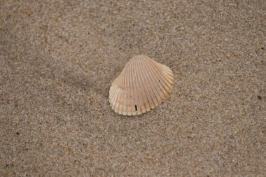 Güzel bir deniz kabuğu kumların üzerinde yatıyor.