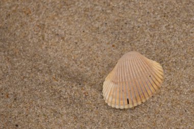 deniz kabuğu kum zemininde
