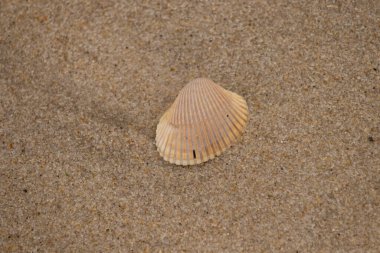 Kumdaki deniz kabuğu.