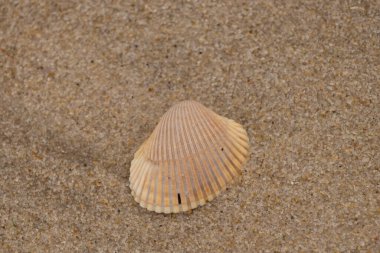 Sahilde deniz kabukları
