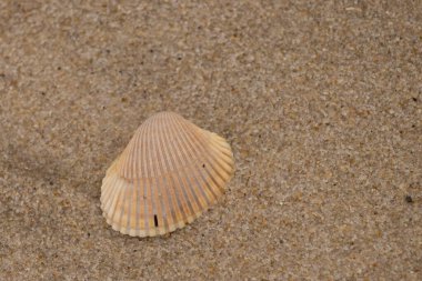 Kumsalda deniz kabuğu