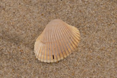 Deniz kabuğu ve kumlar.