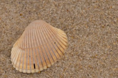 Bu fotoğraf çekildiğinde kumsalda duran bronzlaşmış deniz kabuğu. Bu deniz kabuğunun sırtları onu neredeyse bir yelpaze gibi gösteriyor. Kahverengi kum taneleri böyle bir dokuya sahipti..