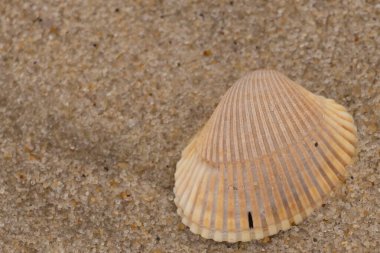 Sahilde deniz kabukları