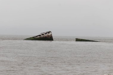Bu güzel yapı okyanustan dışarı itilmişti. Bu batık geminin metal gövdesi artık sahil kuşları için bir yaşam alanı. Paslı kahverengi nesnenin tepesinde çift ibikli karabataklar var..