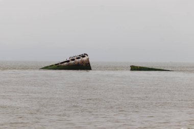 Bu güzel yapı okyanustan dışarı itilmişti. Bu batık geminin metal gövdesi artık sahil kuşları için bir yaşam alanı. Paslı kahverengi nesnenin tepesinde çift ibikli karabataklar var..