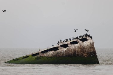 Bu güzel yapı okyanustan dışarı itilmişti. Bu batık geminin metal gövdesi artık sahil kuşları için bir yaşam alanı. Paslı kahverengi nesnenin tepesinde çift ibikli karabataklar var..