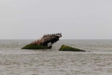 Bu güzel yapı okyanustan dışarı itilmişti. Bu batık geminin metal gövdesi artık sahil kuşları için bir yaşam alanı. Paslı kahverengi nesnenin tepesinde çift ibikli karabataklar var..
