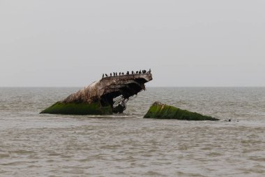 Bu güzel yapı okyanustan dışarı itilmişti. Bu batık geminin metal gövdesi artık sahil kuşları için bir yaşam alanı. Paslı kahverengi nesnenin tepesinde çift ibikli karabataklar var..