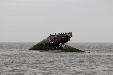 Bu güzel yapı okyanustan dışarı itilmişti. Bu batık geminin metal gövdesi artık sahil kuşları için bir yaşam alanı. Paslı kahverengi nesnenin tepesinde çift ibikli karabataklar var..