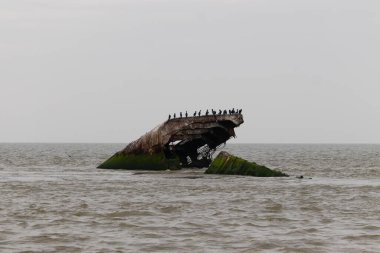 Bu güzel yapı okyanustan dışarı itilmişti. Bu batık geminin metal gövdesi artık sahil kuşları için bir yaşam alanı. Paslı kahverengi nesnenin tepesinde çift ibikli karabataklar var..