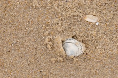 Kum tanelerinin içine kazılmış güzel bir kan gemisi kabuğu. Bu deniz kabuğu sahilde yatıyordu, dalgalar tarafından kıyıya vurmuştu. Bu kabuğun kenarları ve beyaz renk güzel ve yelpaze gibi görünüyor..