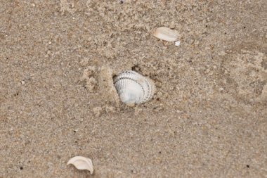 Kum tanelerinin içine kazılmış güzel bir kan gemisi kabuğu. Bu deniz kabuğu sahilde yatıyordu, dalgalar tarafından kıyıya vurmuştu. Bu kabuğun kenarları ve beyaz renk güzel ve yelpaze gibi görünüyor..