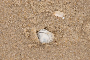 Kum tanelerinin içine kazılmış güzel bir kan gemisi kabuğu. Bu deniz kabuğu sahilde yatıyordu, dalgalar tarafından kıyıya vurmuştu. Bu kabuğun kenarları ve beyaz renk güzel ve yelpaze gibi görünüyor..