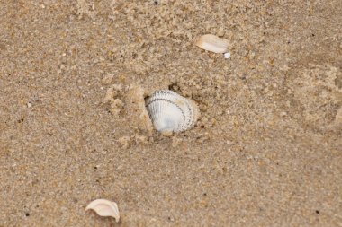 Kum tanelerinin içine kazılmış güzel bir kan gemisi kabuğu. Bu deniz kabuğu sahilde yatıyordu, dalgalar tarafından kıyıya vurmuştu. Bu kabuğun kenarları ve beyaz renk güzel ve yelpaze gibi görünüyor..