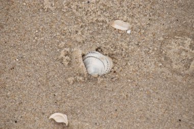 Kum tanelerinin içine kazılmış güzel bir kan gemisi kabuğu. Bu deniz kabuğu sahilde yatıyordu, dalgalar tarafından kıyıya vurmuştu. Bu kabuğun kenarları ve beyaz renk güzel ve yelpaze gibi görünüyor..