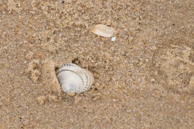 Kum tanelerinin içine kazılmış güzel bir kan gemisi kabuğu. Bu deniz kabuğu sahilde yatıyordu, dalgalar tarafından kıyıya vurmuştu. Bu kabuğun kenarları ve beyaz renk güzel ve yelpaze gibi görünüyor..