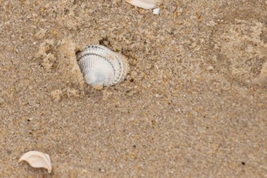 Kum tanelerinin içine kazılmış güzel bir kan gemisi kabuğu. Bu deniz kabuğu sahilde yatıyordu, dalgalar tarafından kıyıya vurmuştu. Bu kabuğun kenarları ve beyaz renk güzel ve yelpaze gibi görünüyor..
