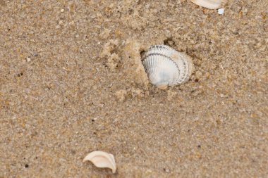 Kum tanelerinin içine kazılmış güzel bir kan gemisi kabuğu. Bu deniz kabuğu sahilde yatıyordu, dalgalar tarafından kıyıya vurmuştu. Bu kabuğun kenarları ve beyaz renk güzel ve yelpaze gibi görünüyor..