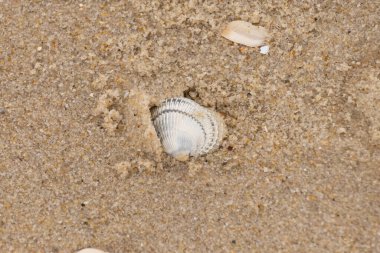 Kum tanelerinin içine kazılmış güzel bir kan gemisi kabuğu. Bu deniz kabuğu sahilde yatıyordu, dalgalar tarafından kıyıya vurmuştu. Bu kabuğun kenarları ve beyaz renk güzel ve yelpaze gibi görünüyor..