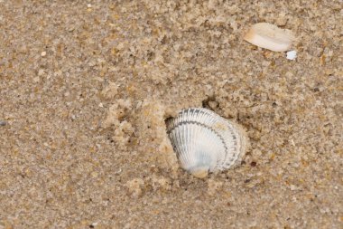 Kum tanelerinin içine kazılmış güzel bir kan gemisi kabuğu. Bu deniz kabuğu sahilde yatıyordu, dalgalar tarafından kıyıya vurmuştu. Bu kabuğun kenarları ve beyaz renk güzel ve yelpaze gibi görünüyor..