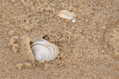 Kum tanelerinin içine kazılmış güzel bir kan gemisi kabuğu. Bu deniz kabuğu sahilde yatıyordu, dalgalar tarafından kıyıya vurmuştu. Bu kabuğun kenarları ve beyaz renk güzel ve yelpaze gibi görünüyor..