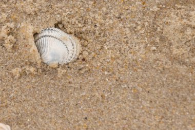 Kum tanelerinin içine kazılmış güzel bir kan gemisi kabuğu. Bu deniz kabuğu sahilde yatıyordu, dalgalar tarafından kıyıya vurmuştu. Bu kabuğun kenarları ve beyaz renk güzel ve yelpaze gibi görünüyor..