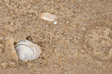 Kum tanelerinin içine kazılmış güzel bir kan gemisi kabuğu. Bu deniz kabuğu sahilde yatıyordu, dalgalar tarafından kıyıya vurmuştu. Bu kabuğun kenarları ve beyaz renk güzel ve yelpaze gibi görünüyor..