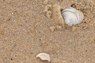 Kum tanelerinin içine kazılmış güzel bir kan gemisi kabuğu. Bu deniz kabuğu sahilde yatıyordu, dalgalar tarafından kıyıya vurmuştu. Bu kabuğun kenarları ve beyaz renk güzel ve yelpaze gibi görünüyor..