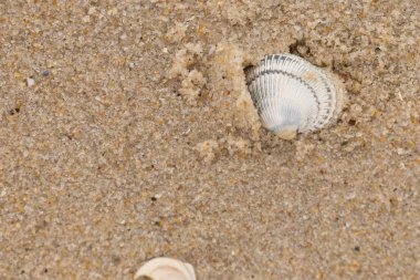 Kum tanelerinin içine kazılmış güzel bir kan gemisi kabuğu. Bu deniz kabuğu sahilde yatıyordu, dalgalar tarafından kıyıya vurmuştu. Bu kabuğun kenarları ve beyaz renk güzel ve yelpaze gibi görünüyor..