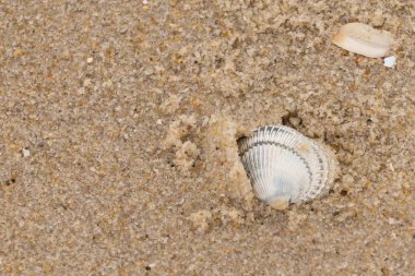 Kum tanelerinin içine kazılmış güzel bir kan gemisi kabuğu. Bu deniz kabuğu sahilde yatıyordu, dalgalar tarafından kıyıya vurmuştu. Bu kabuğun kenarları ve beyaz renk güzel ve yelpaze gibi görünüyor..