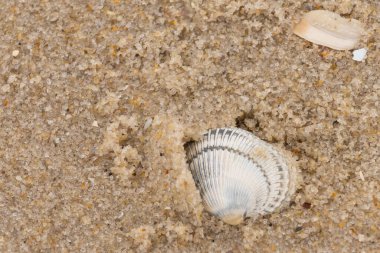 Kum tanelerinin içine kazılmış güzel bir kan gemisi kabuğu. Bu deniz kabuğu sahilde yatıyordu, dalgalar tarafından kıyıya vurmuştu. Bu kabuğun kenarları ve beyaz renk güzel ve yelpaze gibi görünüyor..