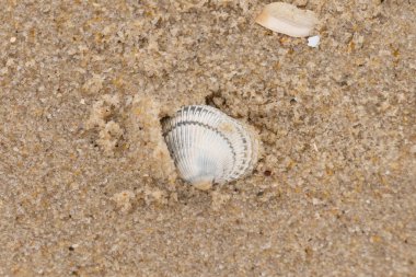 Kum tanelerinin içine kazılmış güzel bir kan gemisi kabuğu. Bu deniz kabuğu sahilde yatıyordu, dalgalar tarafından kıyıya vurmuştu. Bu kabuğun kenarları ve beyaz renk güzel ve yelpaze gibi görünüyor..